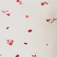 White Cherry